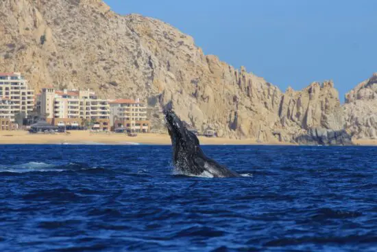 Los Cabos