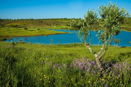 Álamos Golf Course