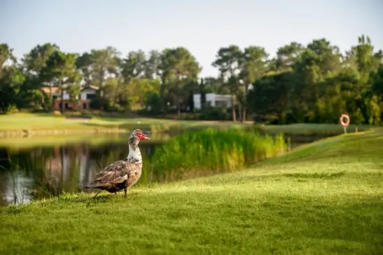 Quinta do Peru Golf & Country Club