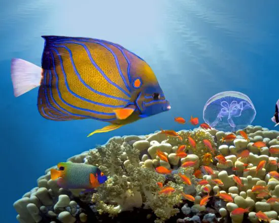 (1.) Impresiones fotográficas sobre: Viajes de golf Sharm el-Sheikh