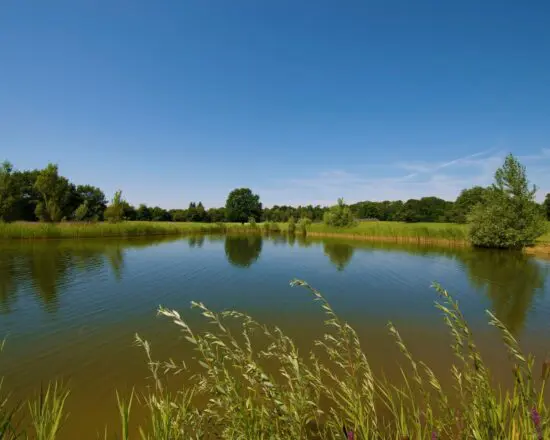 (5.) Foto von GC Mannheim Viernheim