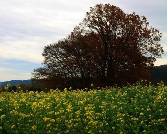 (3.) Foto-Impression: Golfreisen Bayern